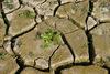 Kmetje v skrbeh zaradi suše: Pomanjkanje padavin že povzroča škodo na ozimnih žitih