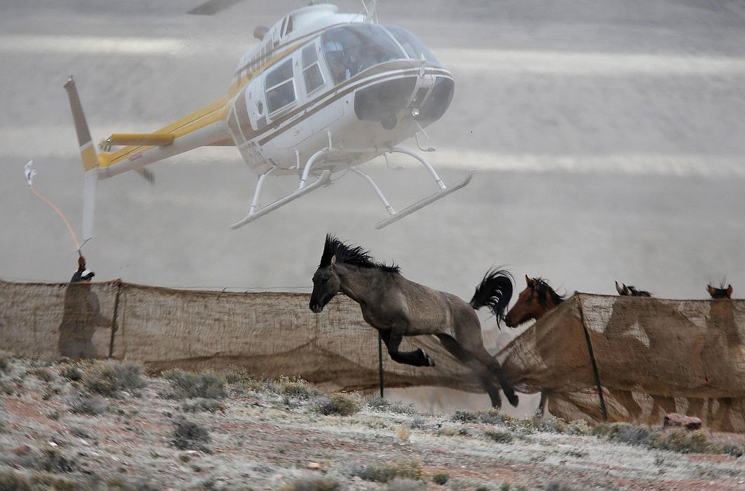Divje konje pogosto odstreljujejo kar iz helikopterja. Foto: Reuters
