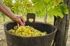 Količina vipavskega in briškega vina bo nadpovprečna, kakovost več kot zadovoljiva