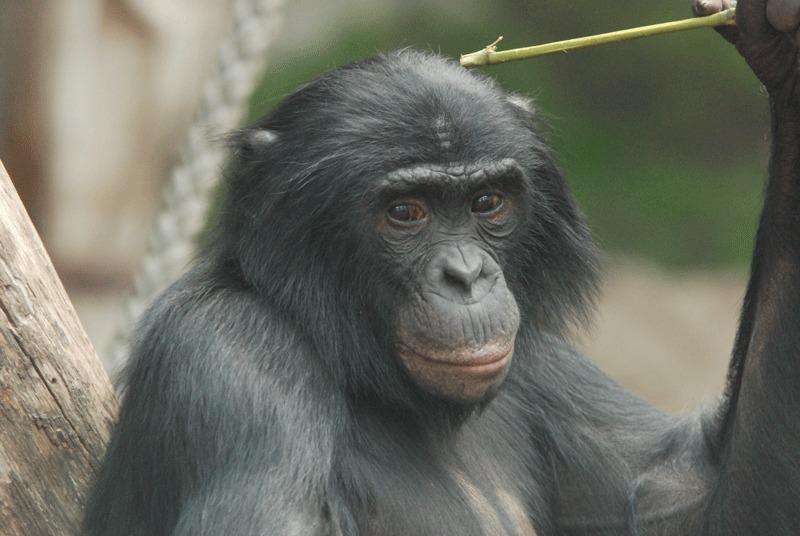 Pritlikavi šimpanz Jansongo iz živalskega vrta v Leipzigu. Vrsti se reče tudi bonobi in spadajo med najbolj inteligente živalske vrste sploh. Foto: MPI f. Evolutionary Anthropology