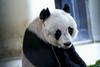 Slovo najstarejšega samca pande