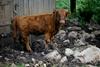 Bioplin iz gnojevke ene krave zadovolji dnevne potrebe povprečnega slovenskega voznika