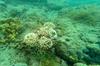 V slovenskem morju se skriva miniaturni koralni greben