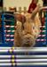 Prvi zajčji lokal v Hongkongu žanje uspehe