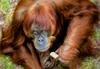 60-letna orangutanka Puan uradno razglašena za najstarejšo na svetu