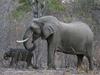 Trump namerava preklicati prepoved uvoza slonovih glav kot trofej v ZDA