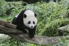 Samica pande v živalskem 