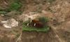 Sreča v nesreči za tri goveda: preživela potres, a obtičala