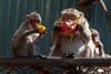 Foto: Opičja požrtija tajskemu mestu prinaša na tisoče turistov