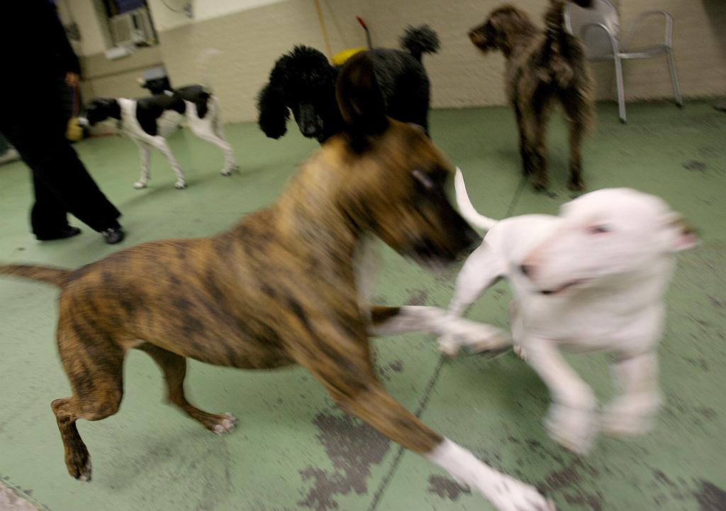 Nemški poštarji so izurjeni za ravnanje s psi. Foto: EPA