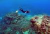 Visoke temperature odnesle skoraj tretjino koral Velikega koralnega grebena