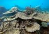 Foto: 700 kilometrov Velikega koralnega grebena prizadelo hudo odmiranje