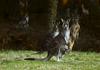 Težave Volva v Avstraliji: Kako se izogniti trku s kengurujem?