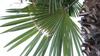 V obalnih mestih se borijo proti palmovemu vrtaču