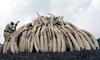 Upanje za slone: Kitajska zapira trg slonovine