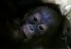 Foto: Pozdravljen, svet! Mala orangutanka se predstavi.