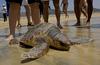 Neurje na obalo Dalmacije vrglo Melito, 100-kilogramsko želvo velikanko