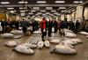 Nova lokacija največje ribje tržnice na svetu polna strupenih kemikalij