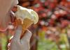 Sladkosnedi Slovenci: letno zaužijemo štiri litre sladoleda na osebo