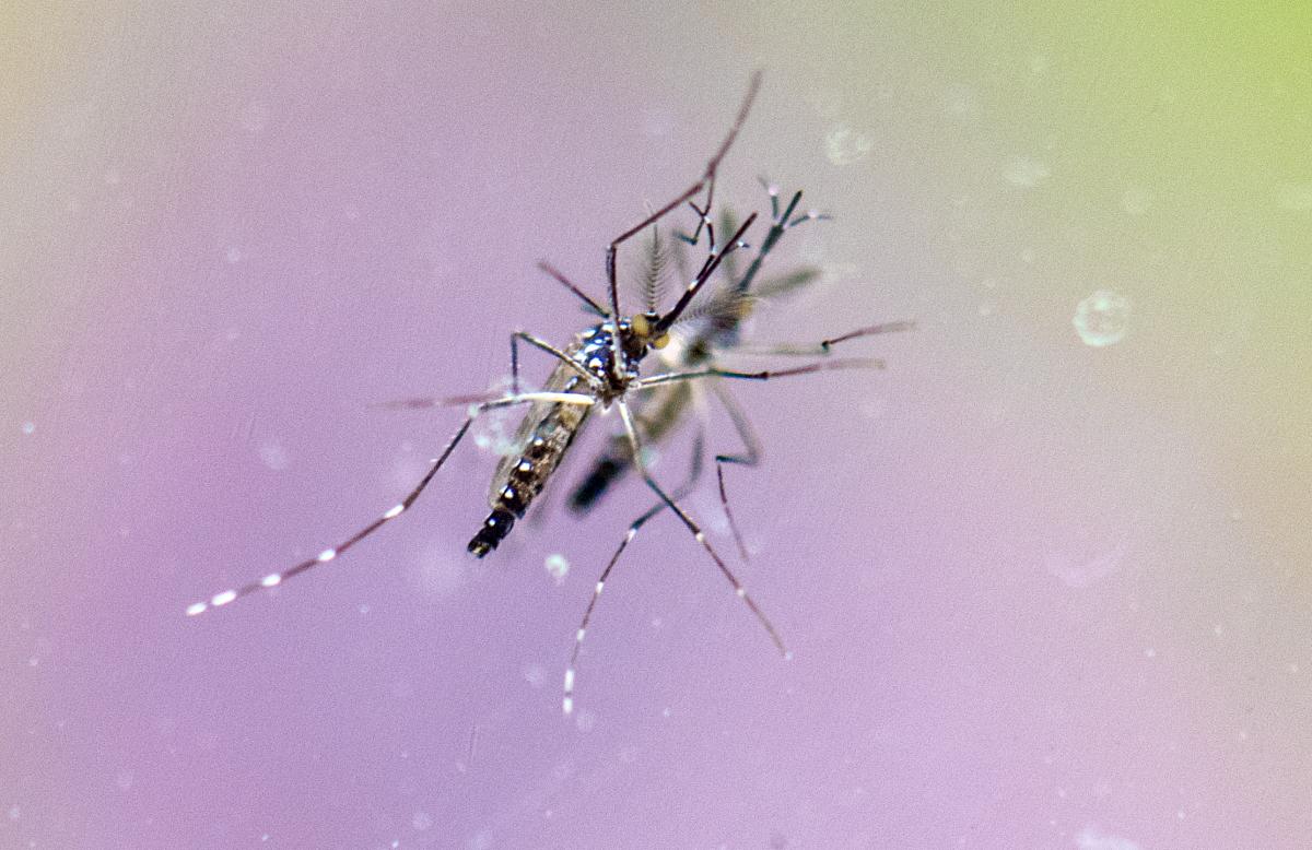Povzročitelj malarije je parazit, ki ga prenaša komar. Foto: EPA