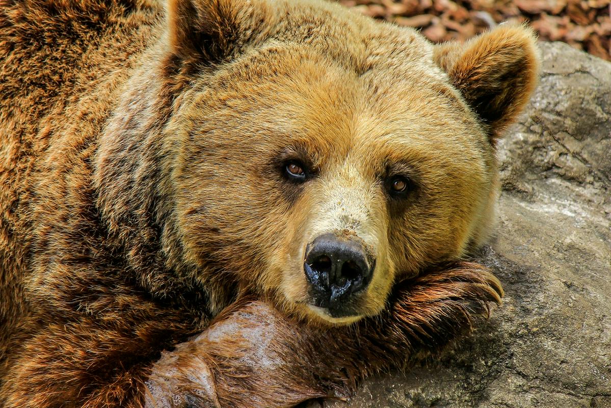 Število medvedov v Sloveniji je stabilno, tj. okoli 500 primerkov, ob osamosvojitvi Slovenije  pa jih je bilo primerjalno okoli 300. Foto: Pixabay