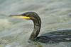 Požrešni kormorani pomorili vse majhne ribe, zdaj plenijo že večje