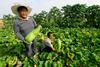 Kitajska se bo usmerila v pridelavo kakovostne in organske hrane
