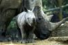 V izraelskem živalskem vrtu so se razveselili skotitve belega nosoroga