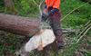48-letnika hlod usodno stisnil ob drevo