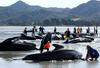 Na Novi Zelandiji je na obalo nasedlo še dodatnih 240 kitov