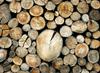 Slovenski les gre za med: povpraševanje močno preseglo ponudbo
