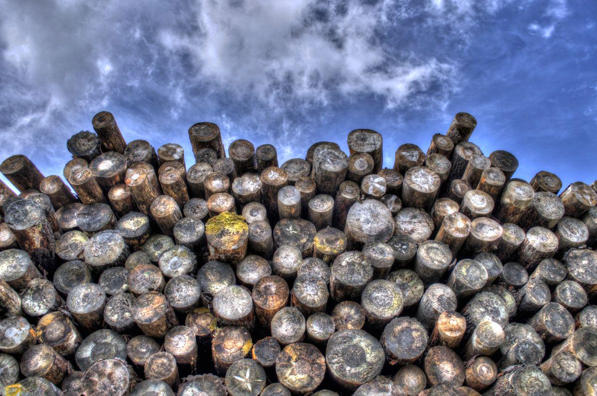 Več kot pol milijona kubičnih metrov lesa je bilo lani posekanega in prodanega. Foto: Pixabay