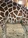 Foto in video: Žirafa tik pred kotitvijo preveč eksplicitna za YouTube