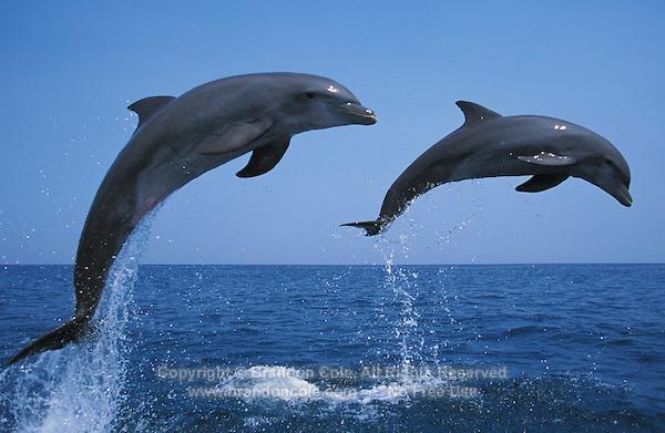 Zakaj delfini tako radi skačejo?