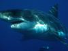 Pri Piranskem zalivu ujeli osemmetrskega morskega psa