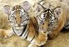 V zamrzovalni skrinji našli pet trupel kritično ogrožene vrste tigra