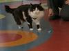 Bionska tačka iz titana - novo upanje za invalidne mačke