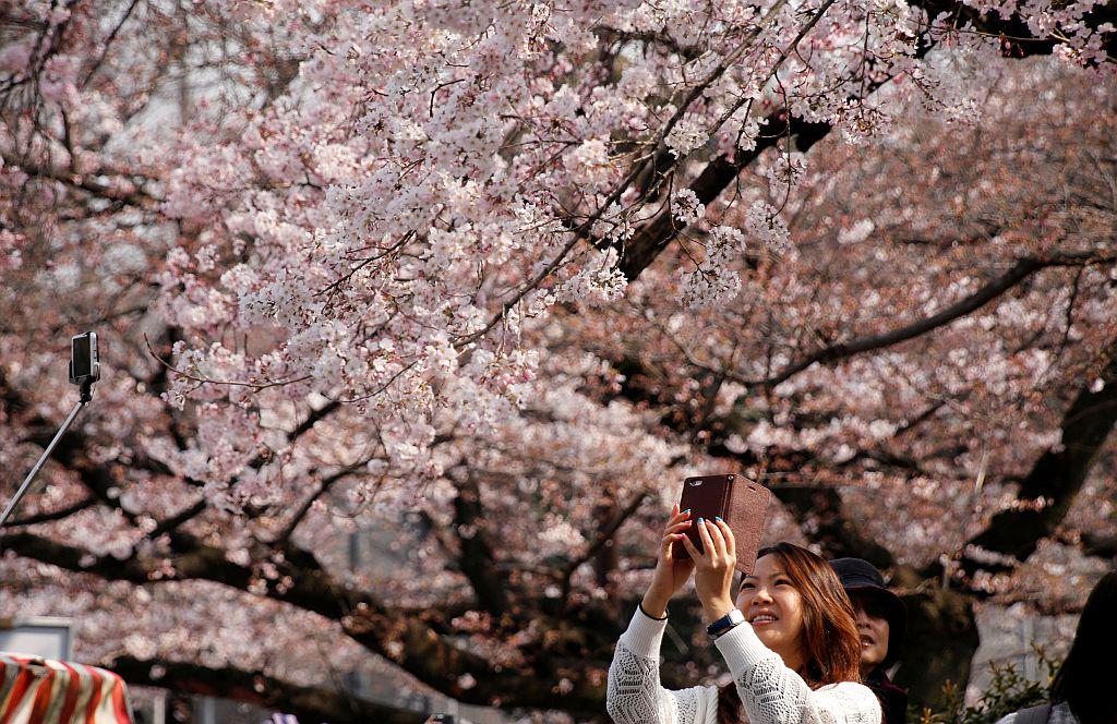 Mlada ženska s telefonom fotografira cvetočo češnjo. Foto: Reuters