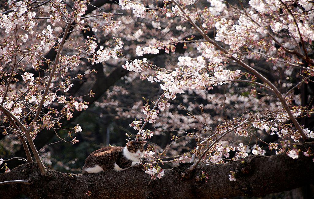 Na veji cvetoče češnje leži mačka. Foto: Reuters