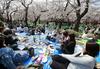 Foto: Na Japonskem se je ustavil čas, napočil je vrhunec hanamija