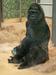 Slavje najstarejše gorile, s katero so nekoč plačali zapitek v baru