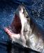 Avstralija: Za najstniško deskarko usoden napad morskega psa