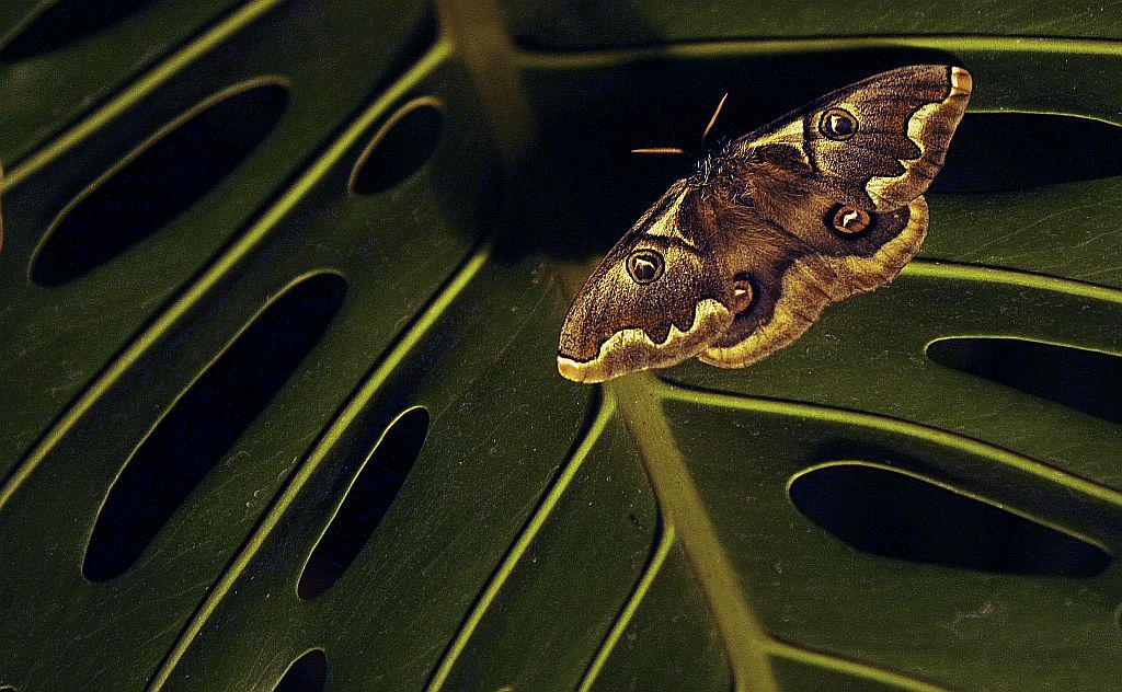 Gosenice (ličinke metuljev) hitro rastejo, zato se morajo tudi hitro prehranjevati. Foto: Reuters