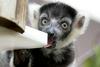 Foto: Trije lemurji gredo v svet