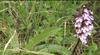 Video: Festival kraška gmajna vabi na potep po travnikih in gozdovih