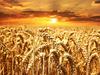 Kmetje vladi predlagajo odkup vse slovenske pšenice in prodajo mlinarjem