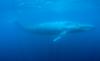 Blue Whale Challenge - Destruktivni trend med nesrečnimi mladostniki