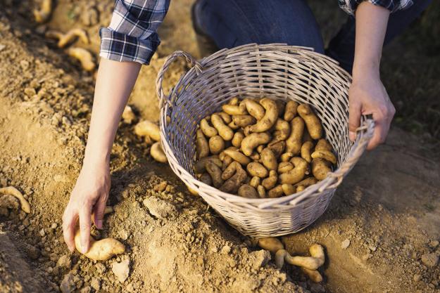 Zakaj krompir ni običajna zelenjava?