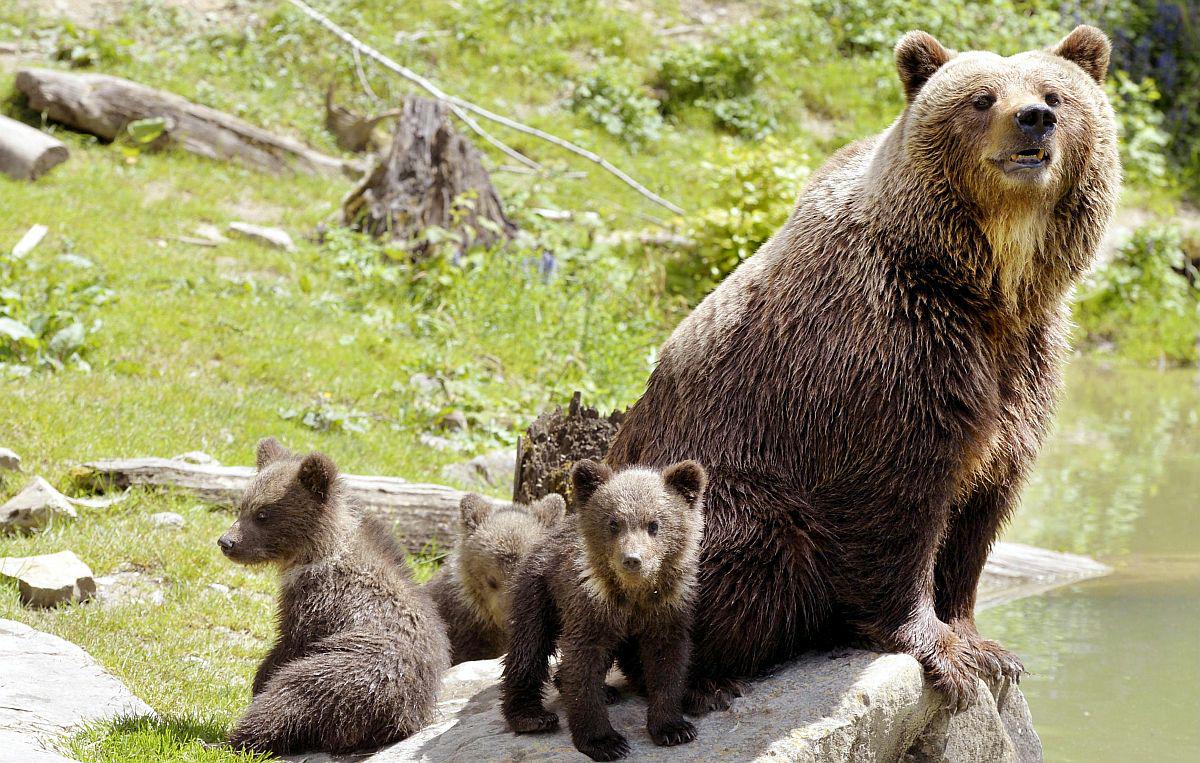 Od 108 rjavih medvedov, za katere odlok predvideva odvzem, bi jih po predlogu odstrelili 88. Foto: EPA
