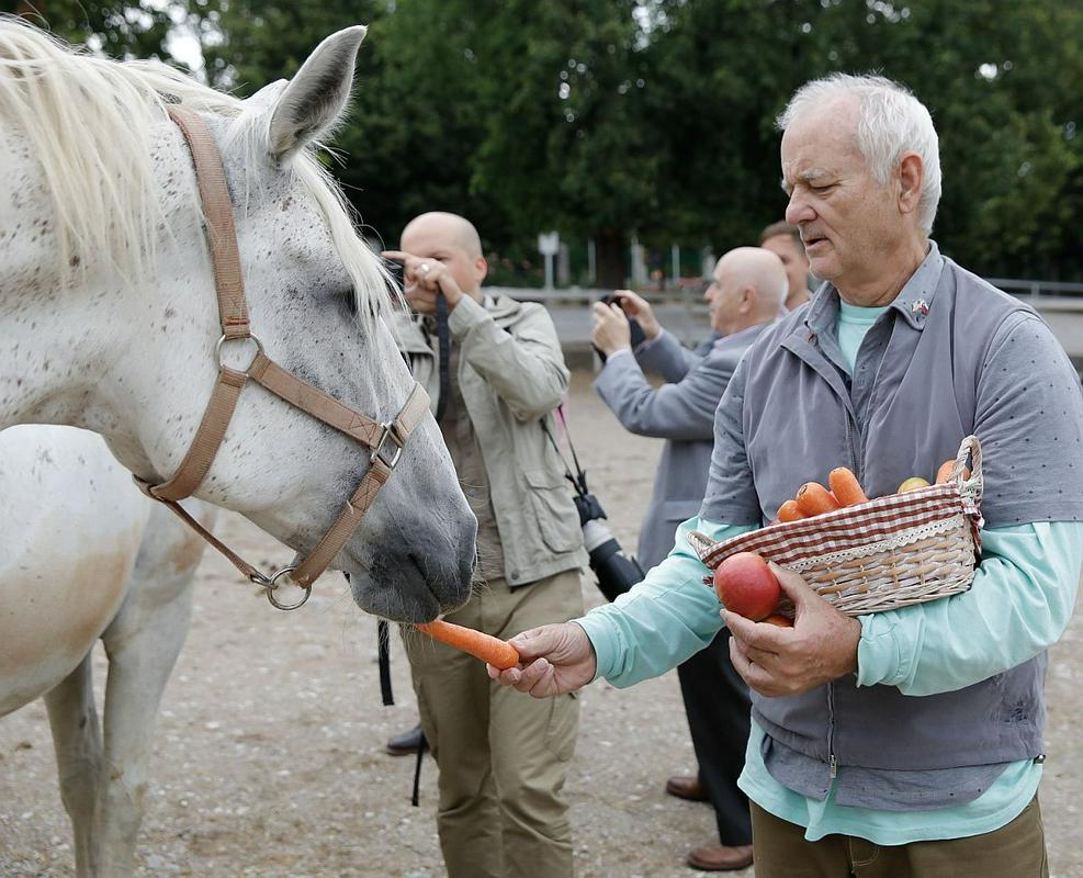 He brought treats for the herd – apples and carrots. Foto: Lipica